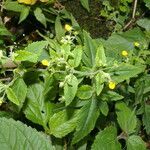 Calceolaria mexicana flower picture by Nelson Zamora Villalobos (cc-by-nc)