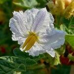 Solanum sisymbriifolium flower picture by Kai Best (cc-by-sa)