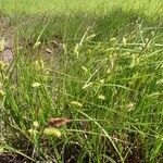 Carex vesicaria habit picture by Yoan MARTIN (cc-by-sa)