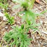 Potentilla tabernaemontani leaf picture by Clemens- August Ostermann (cc-by-sa)