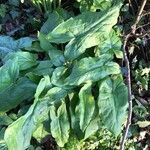 Arum maculatum habit picture by David Hocken (cc-by-sa)