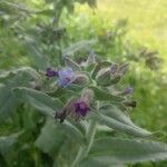 Anchusa calcarea flower picture by Liss Liss (cc-by-sa)