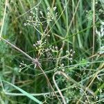 Galium album fruit picture by David Hocken (cc-by-sa)