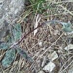 Hieracium glaucinum habit picture by bas yves (cc-by-sa)