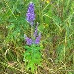 Veronica longifolia habit picture by Julia (cc-by-sa)