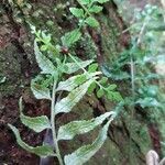 Asplenium boltonii flower picture by Bernard REYNAUD (cc-by-sa)