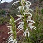 Megastylis gigas flower picture by Claude Hervais (cc-by-sa)