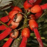 Erythrina globocalyx fruit picture by Nelson Zamora Villalobos (cc-by-nc)