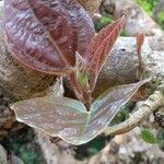 Ficus auriculata leaf picture by Dieter Albrecht (cc-by-sa)