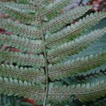 Dryopteris cycadina leaf picture by Maarten Vanhove (cc-by-sa)