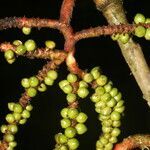 Geonoma deversa fruit picture by Nelson Zamora Villalobos (cc-by-nc)