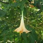 Brugmansia x candida flower picture by Terri Quinters (cc-by-sa)