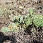 Opuntia engelmannii leaf picture by Jeska Toma (cc-by-sa)