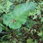 Arctium nemorosum leaf picture by layla layla (cc-by-sa)