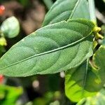 Ruellia brevifolia leaf picture by Trap Hers (cc-by-sa)