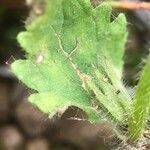 Stachys arvensis leaf picture by dewara (cc-by-sa)