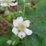 Rubus caesius flower picture by gert van aert (cc-by-sa)