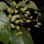 Cordia bicolor fruit picture by Nelson Zamora Villalobos (cc-by-nc)