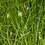 Carex brizoides leaf picture by Martin Bishop (cc-by-sa)