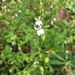 Lobelia inflata flower picture by Matthew Dyer (cc-by-sa)