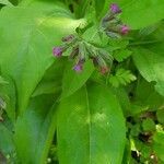 Pulmonaria obscura leaf picture by Radu Nicolau (cc-by-sa)