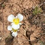 Calochortus nuttallii flower picture by David Koser (cc-by-sa)