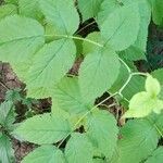 Rubus idaeus leaf picture by dart.hirohito.2001 (cc-by-sa)