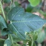 Passiflora foetida leaf picture by J. Champ (cc-by-sa)