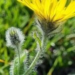 Hieracium villosum flower picture by Jani Zadrgal (cc-by-sa)