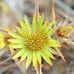 Carlina racemosa flower picture by Acosta García Isabel (cc-by-sa)