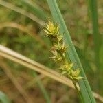 Carex spicata fruit picture by Alexander Baransky (cc-by-sa)