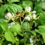 Rubus nemorosus flower picture by Alain Bigou (cc-by-sa)