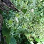 Clematis virginiana fruit picture by David David (cc-by-sa)