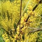 Ephedra fragilis flower picture by Eloísa Romero (cc-by-sa)