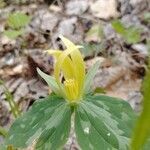 Trillium luteum flower picture by cthulhu mittens (cc-by-sa)