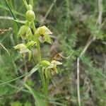 Epipactis muelleri flower picture by liliane houdebine (cc-by-sa)