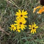 Helianthus angustifolius flower picture by Luke Luke (cc-by-sa)