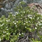 Rubus deliciosus habit picture by Daniel Gonzales (cc-by-sa)