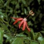 Passiflora glandulosa flower picture by Daniel Barthelemy (cc-by-nc)