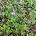 Clinopodium acinos habit picture by Océan Gaïa (cc-by-sa)