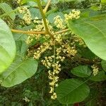 Toxicodendron radicans flower picture by Rebecca Blackwell (cc-by-sa)