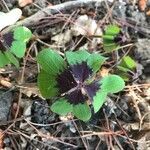 Oxalis tetraphylla leaf picture by Michael Bassett (cc-by-sa)