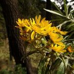 Senecio cinerarioides flower picture by Fabien Anthelme (cc-by-sa)