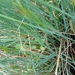 Festuca burgundiana leaf picture by Nico Herbert (cc-by-sa)