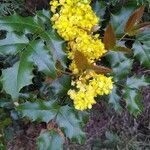 Berberis aquifolium habit picture by Mat Ord (cc-by-sa)