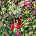 Fuchsia magellanica flower picture by Fred Triep (cc-by-sa)