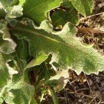 Verbascum sinuatum leaf picture by Jean-Christophe Lombardo (cc-by-sa)