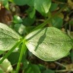 Claytonia sibirica leaf picture by Gosse Bakker (cc-by-sa)