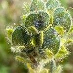 Veronica bellidioides fruit picture by Francois Mansour (cc-by-sa)