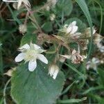 Rubus pedemontanus flower picture by sabine schweingruber (cc-by-sa)